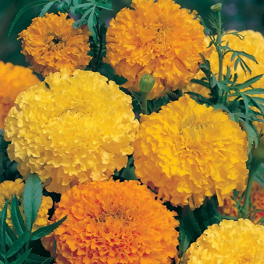 Kings Seeds - Marigold Sunset Giants - 140 Seeds