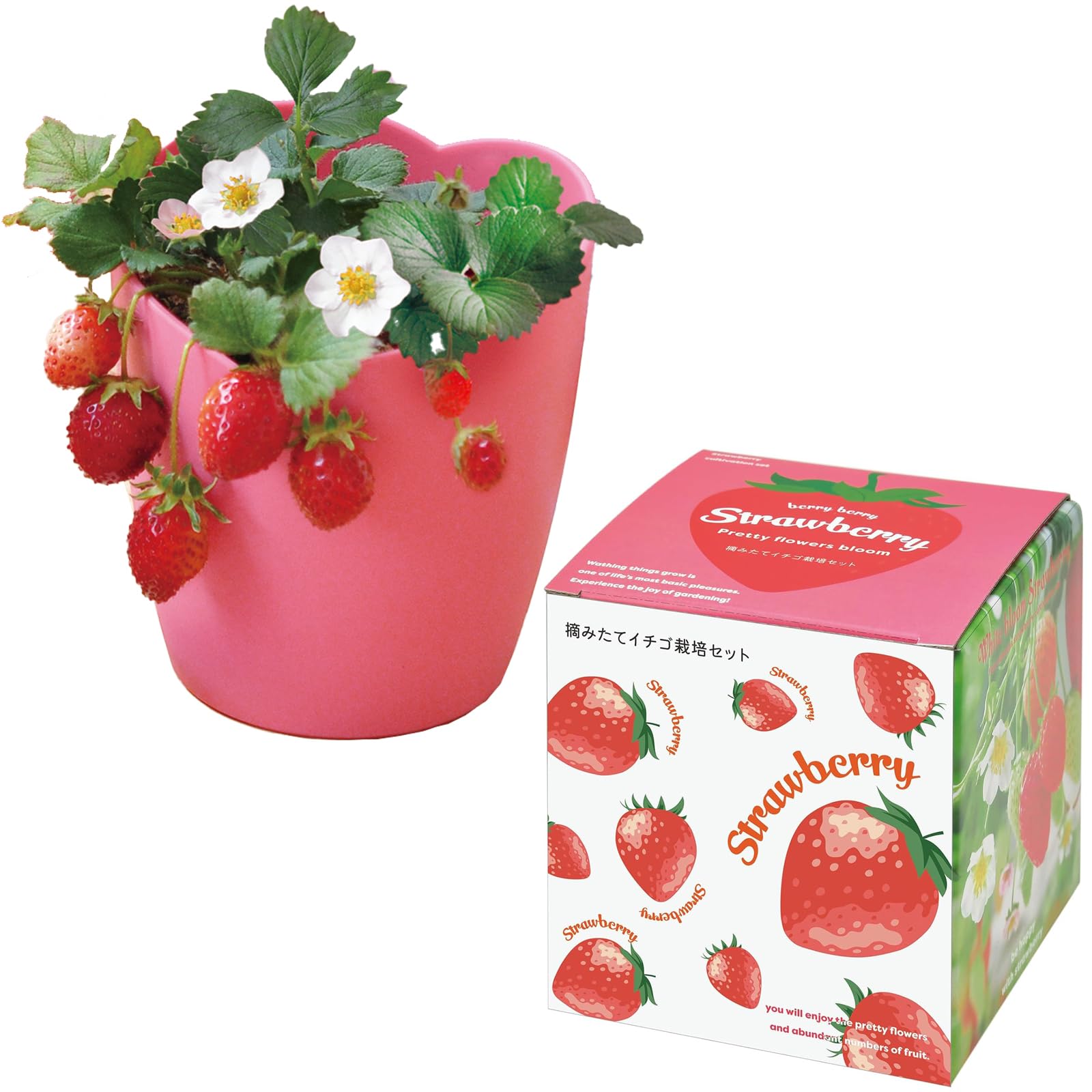 Amazon｜聖新陶芸 秋/冬の 家庭菜園 簡単 栽培キット 摘みたてイチゴ