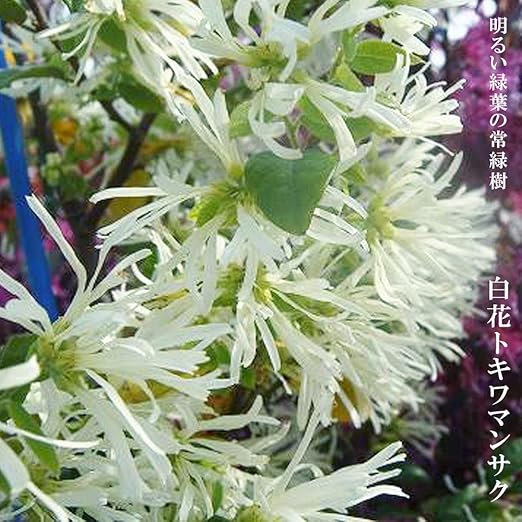 Amazon 白花トキワマンサクh0 2ｍ 4号ポット苗 庭木 常緑樹 生垣 目隠し グランドカバー 低木 植木