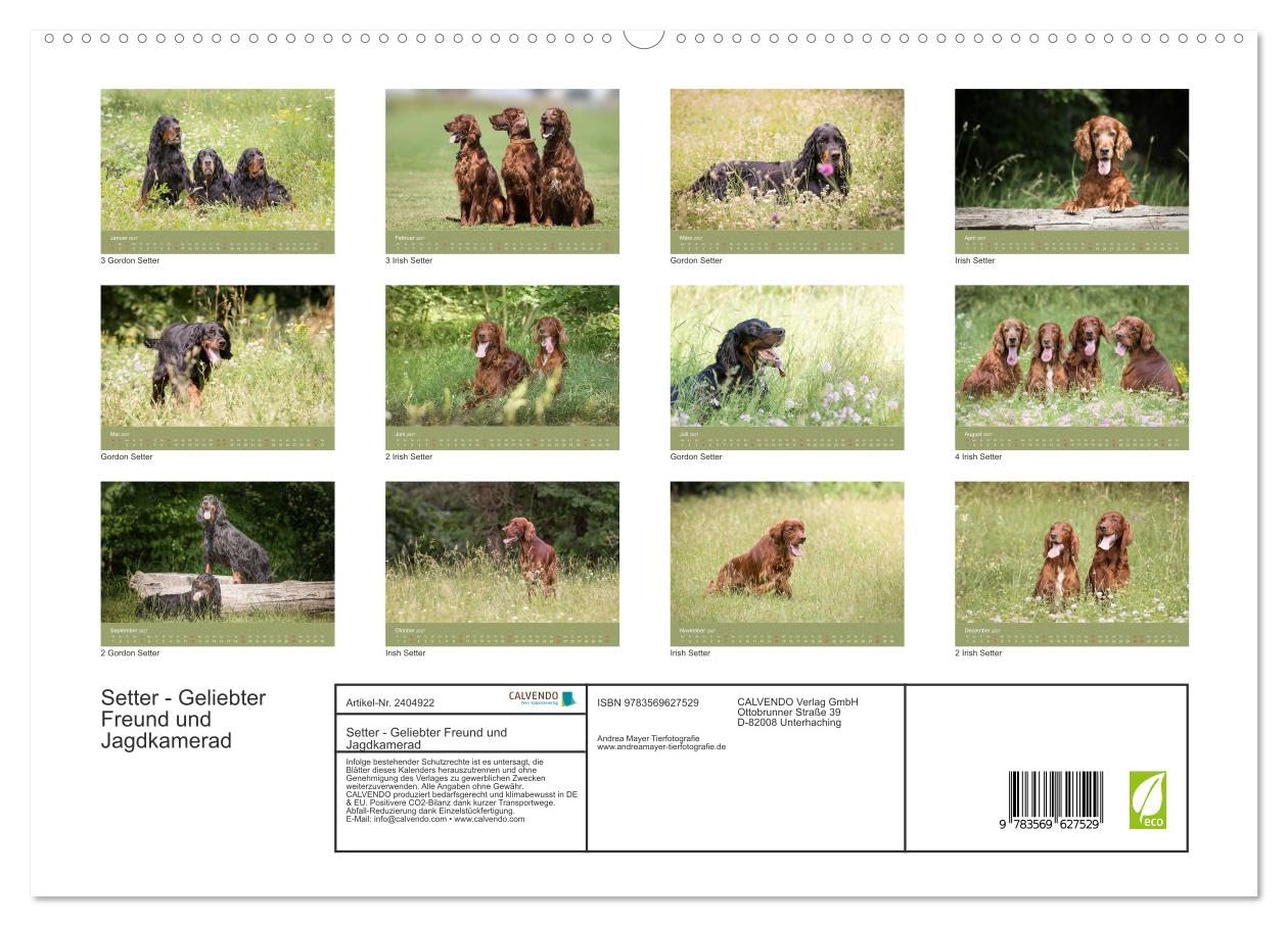 CALVENDO - Setter - Geliebter Freund und Jagdkamerad (hochwertiger Premium Wandkalender 2027 DIN A2 quer), Kunstdruck in Hochglanz: Der Setter - treuer Freund der Familie und verlässlicher Partner auf