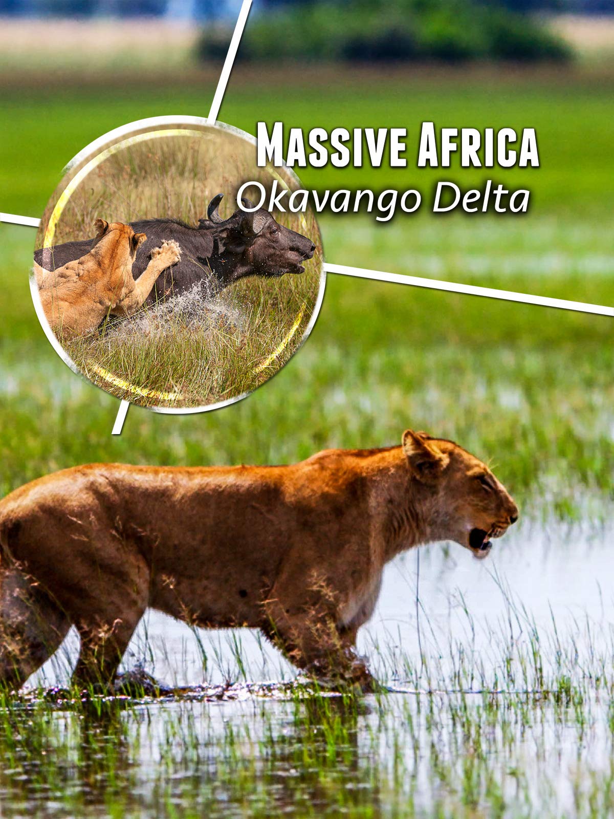 Massive Africa : Okavango Swamps