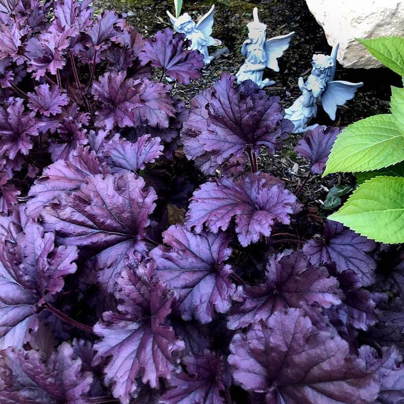 Purple Heuchera Plant for Garden, Heuchera Well Rooted from 5 to 8 Inc Tall