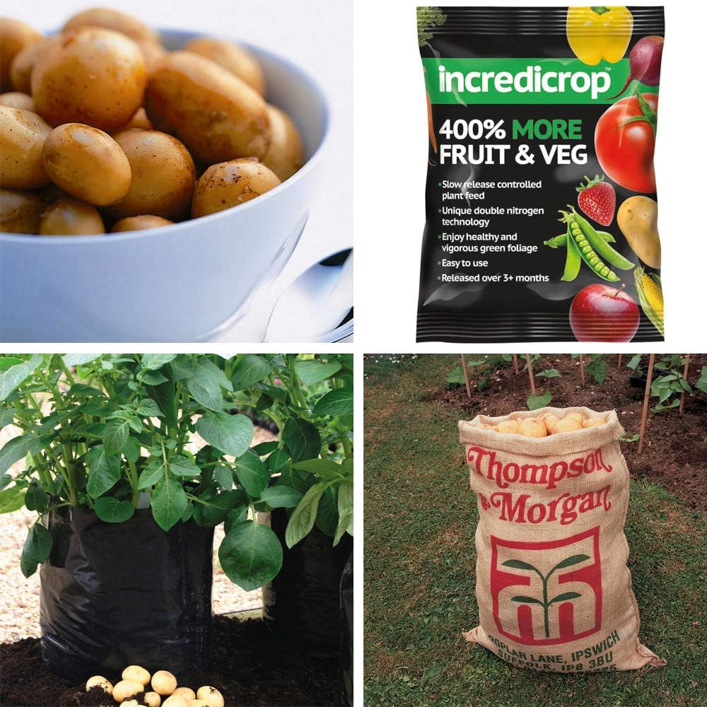 Easy Potato Growing Kit Potato ‘Vivaldi’ 1kg Potato Tubers, 8 Litre