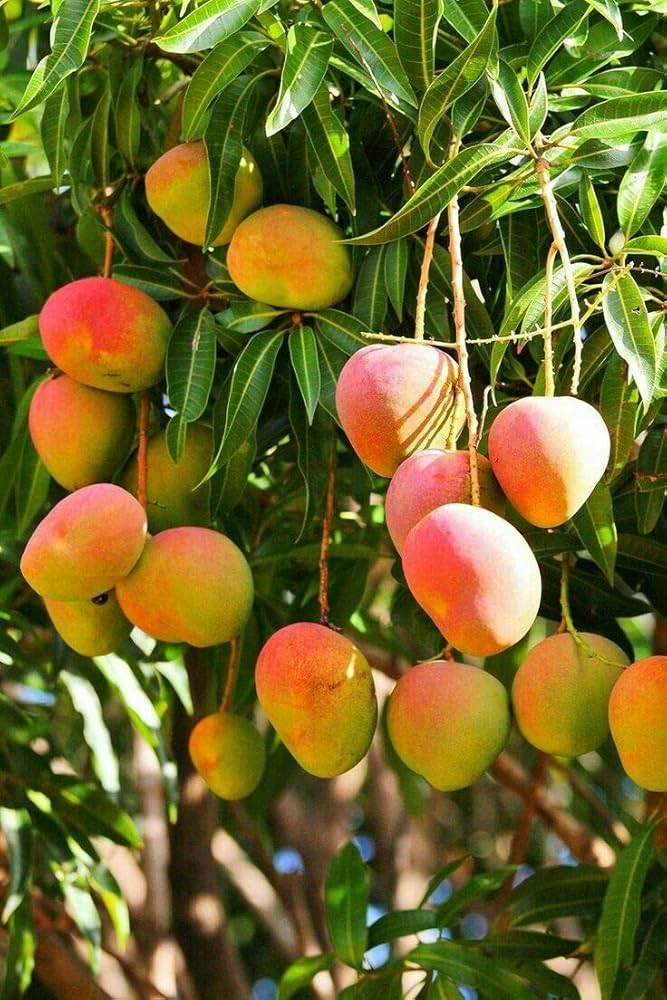 Mango Enano Árbol () Mango Enano Árbol