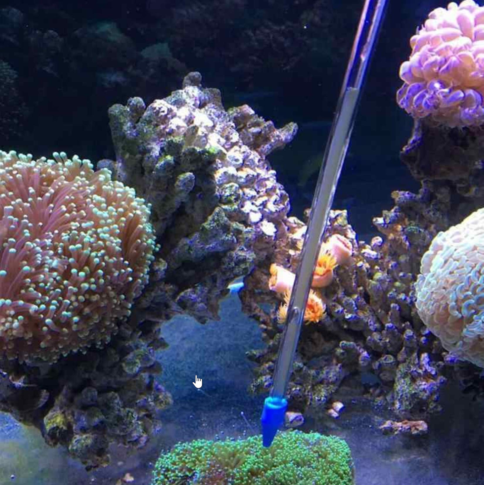 Alimentatore di Corallo Lungo per Acquario Marino Pesce Barriera Corallina Siringa Pipetta