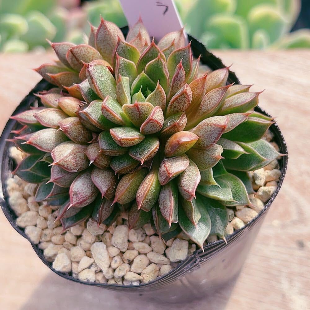 多肉植物　アモエナ　②　韓国苗 多肉植物 韓国苗 抜き苗 白桃 | BooTA29♡Succulent