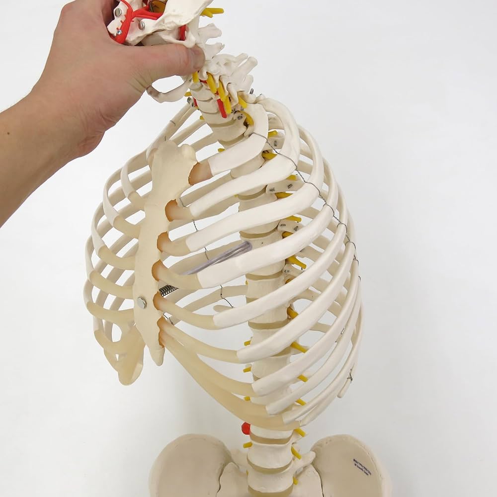 人体模型　脊椎　脊柱可動型モデル胸郭大腿骨付 3B Smart Anatomy Amazon.co.jp: 胸郭付きの脊柱模型 - 脊柱可動型モデル，胸郭