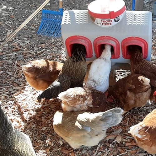 Miniatura 3 de OverEZ - Comedero para pollos – Capacidad para 50 libras de alimento – gallinero interior o exterior y cáscara de ostra triturada Manna Pro | Pollos