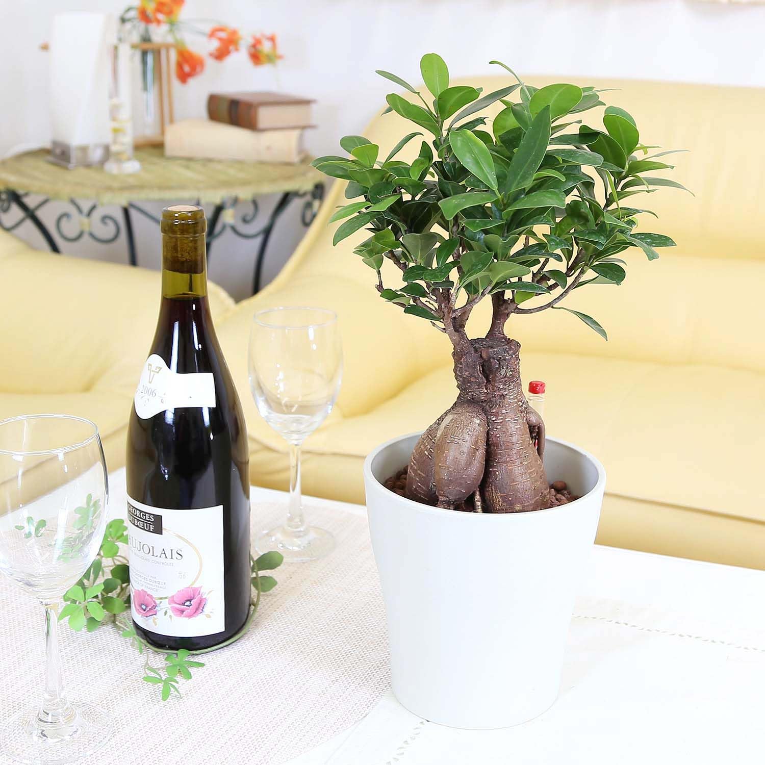 Amazon｜【ブルーミングスケープ】土を使わない観葉植物 ガジュマル