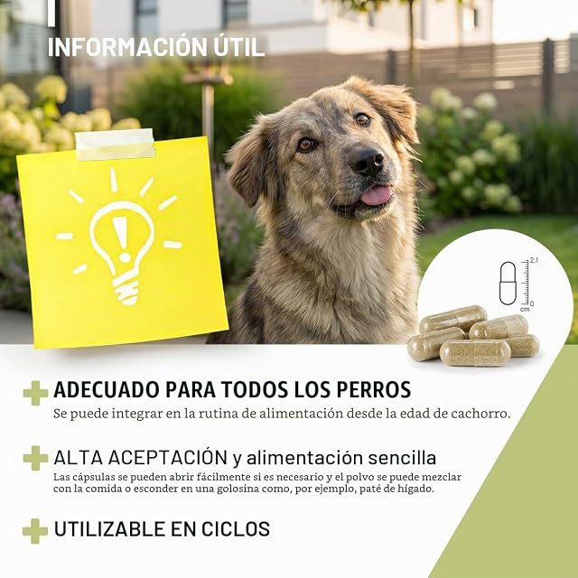 Foto 6 de 7 de ReaVET Wurm-Kraut - Cápsulas para perros (50 unidades, con vermisia absinthium) en fórmula vegetal basada…