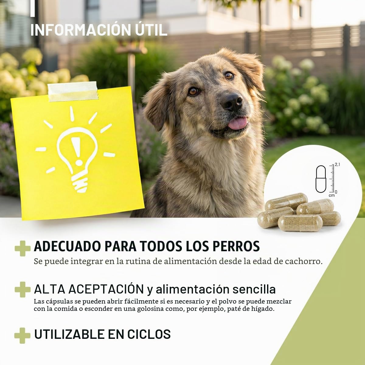 ReaVET Wormwood Mix Cápsulas para perros, 50 comprimidos, producto natural, armoniza el tracto gastrointestinal, flora intestinal sana, formulación de gusanos