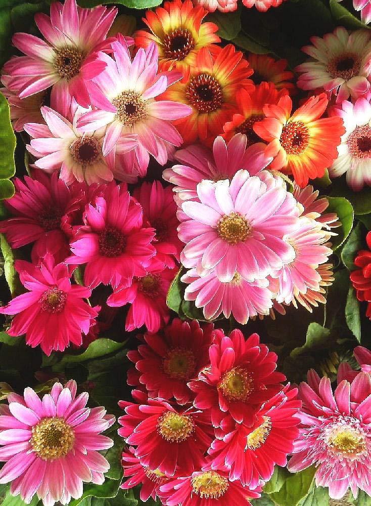 Amazon | ミニガーベラ ミックス 24ポットセット（3号） / 花苗 セット