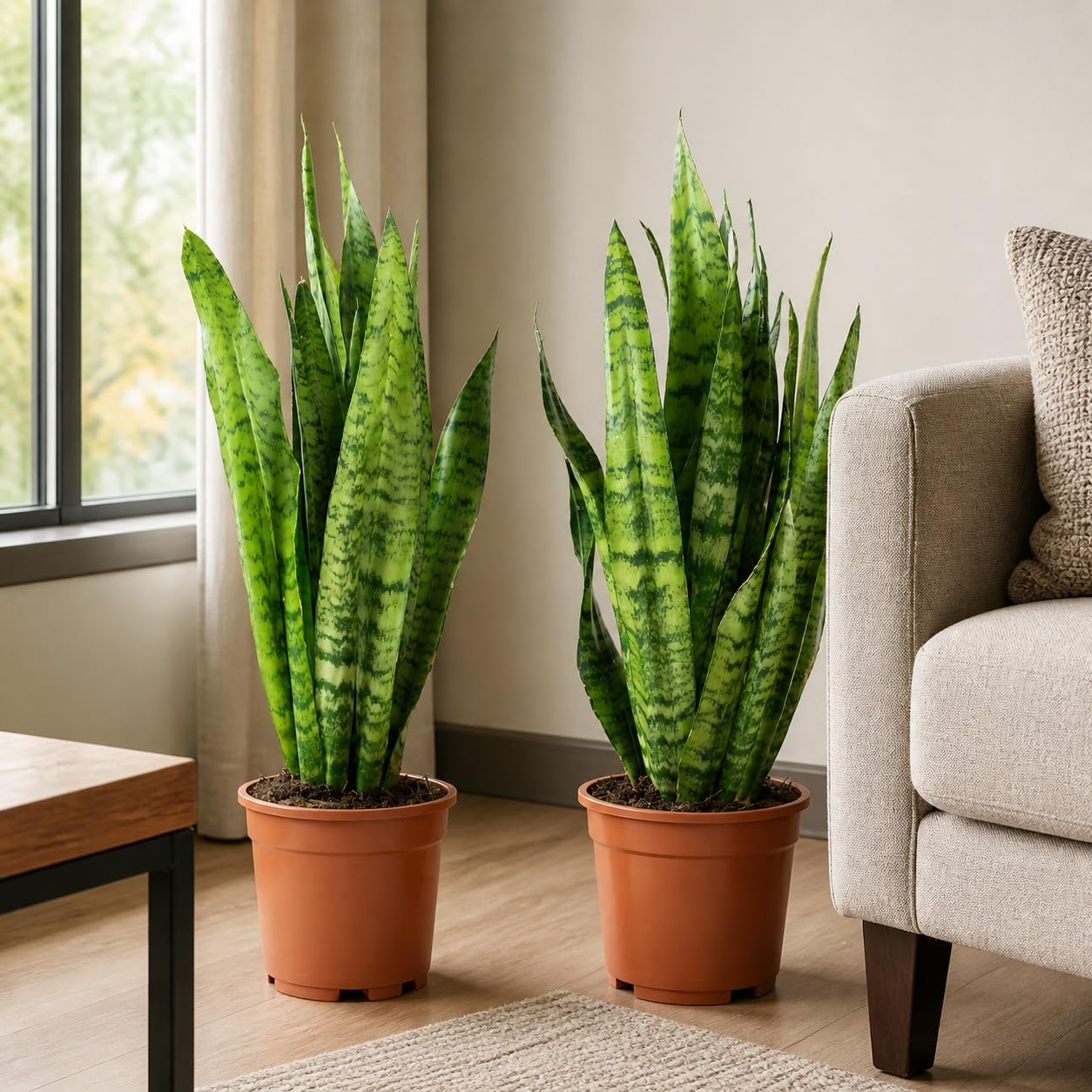 Sansevieria zeylanica - Juego de 2 plantas de interior (cáñamo con arco, altura de 65 cm, diámetro de maceta de 17 cm)