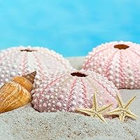 Vista 2 de LUCKY BABY Juego de estrellas de mar y erizo de mar para manualidades, 12 piezas de decoración de conchas naturales para decoración, conchas