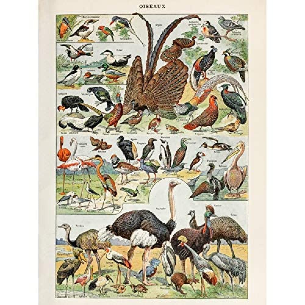 Artery8 Millot Encyclopedia Page Birds Ostrich Flamingo Unframed Wall Art Print Poster Home Decor Premium