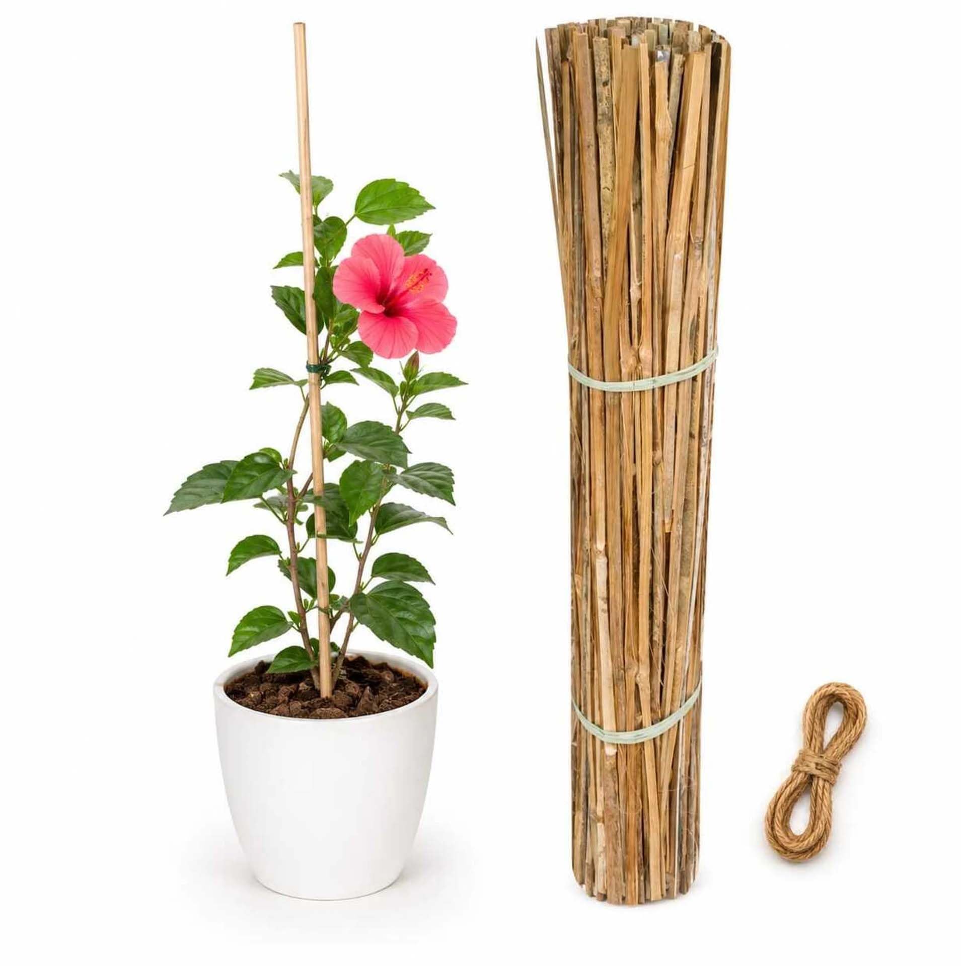 Bamboo Sticks for Plants Support (Set of 20 PCS) 3 Feet, 91cm Used to Support Climbers Money Plant & Other Saplings (Free 12 Meeter Rope)-image-11