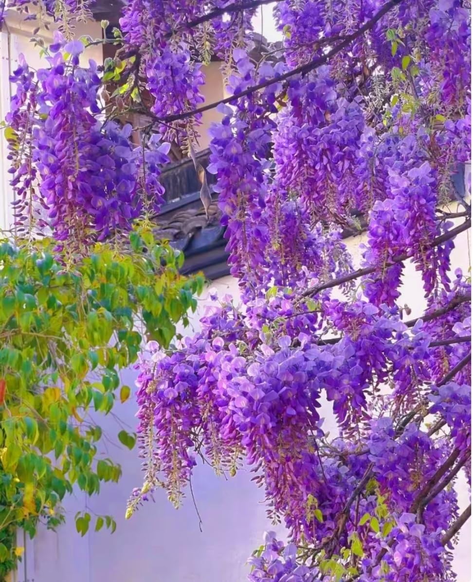 Amazon.com : Wisteria Seeds, Purple Flowers, 25 Count | Blue Moon