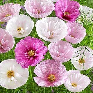 200+ Cupcakes and Saucers Mix Cosmos Seeds Flowers Garden Planting