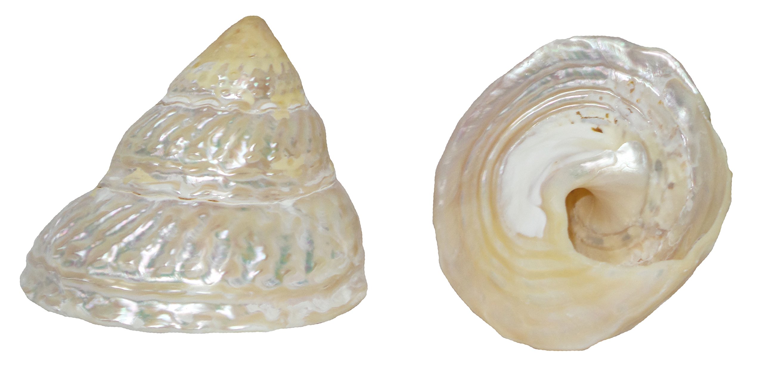 U.S. Shell, Inc. U.S, Pearlized Wavy Top Shells
