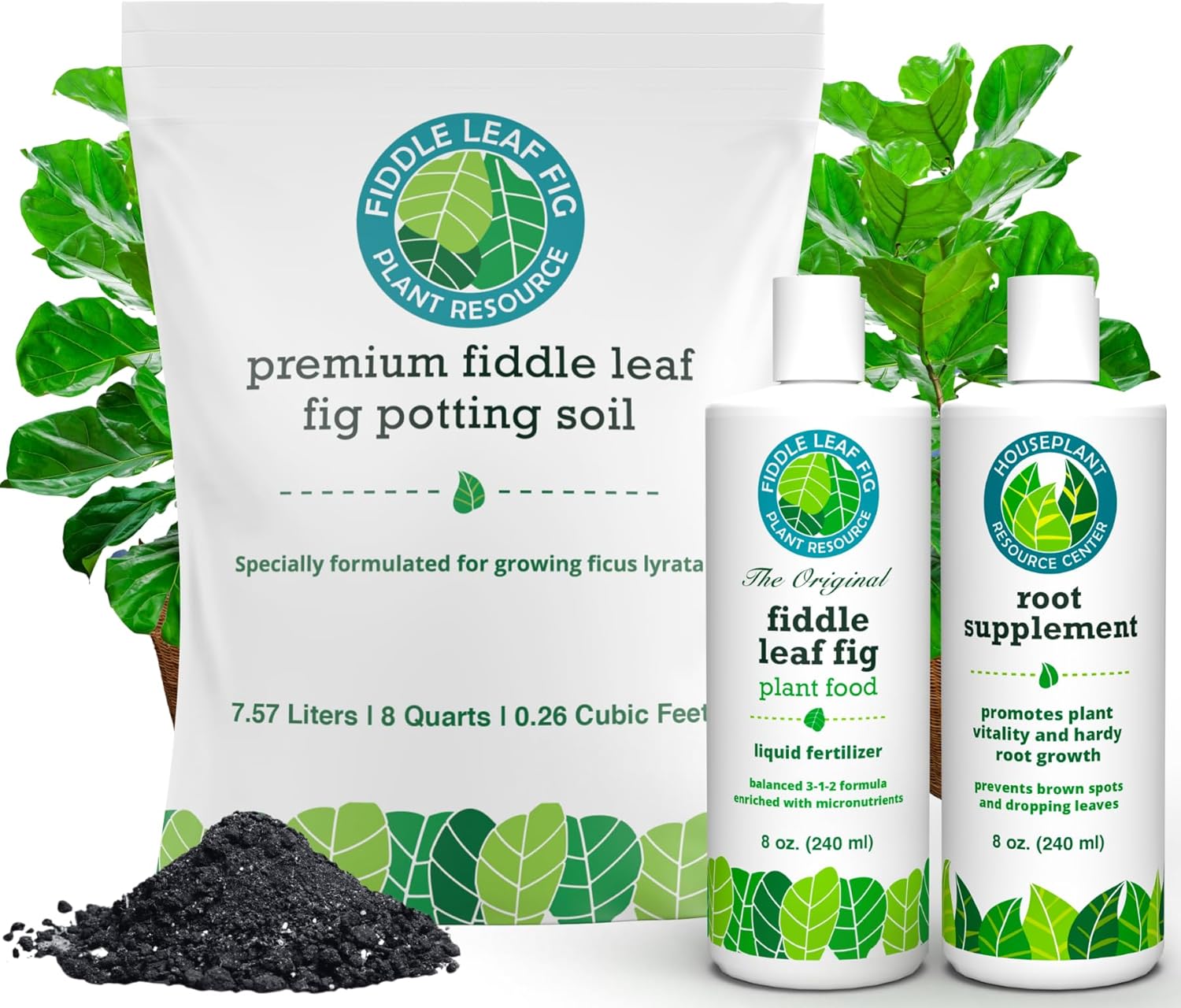 Fiddle Leaf Fig Welcome Bundle