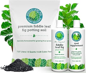 Fiddle Leaf Fig Welcome Bundle