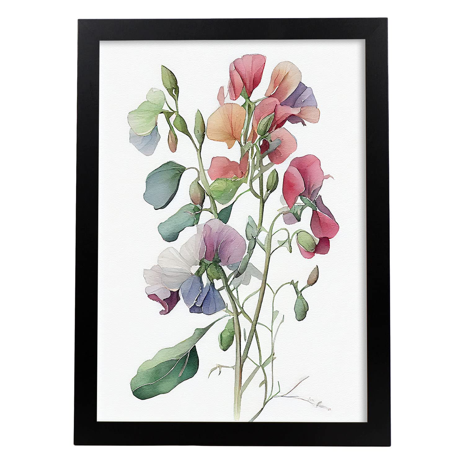 Nacnic Sweet Pea Poster In Watercolor Style Flower Plant Botanical Illustration White Background Wall Art Prints For Interior Design And Decoration, Size A4