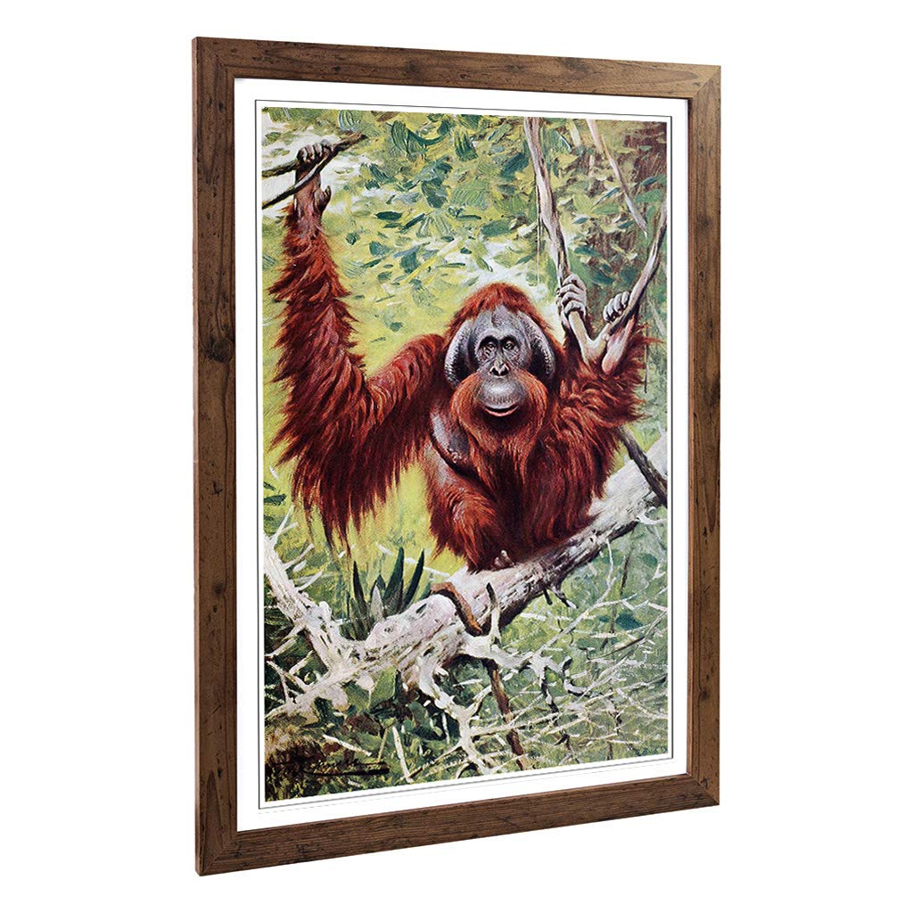 Big Box Art Framed Print of Vintage W Kuhnert Orangutan Design | Wall Art Picture | Home Decor for Kitchen, Living, Dining Room, Bedroom, Hallway, Office, Walnut, A2 / 24.5x18 Inch / 62x45cm