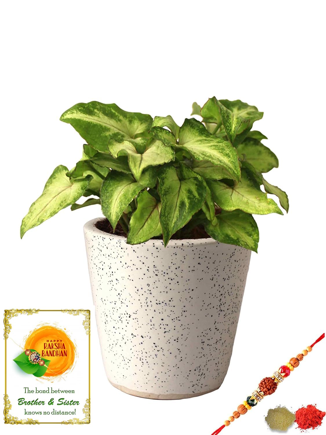 See full amazon price history chart for Rolling Nature Rakhi Combo of Good Luck Air Purifying Live Green Syngonium Plant in White Bucket Dew Ceramic Pot Rolling Nature Rakhi Combo of Good Luck Air Purifying Live Green Syngonium Plant in White Bucket Dew Ceramic Pot (B07GLDMGSL) Amazon Price History, Amazon Price Tracker
