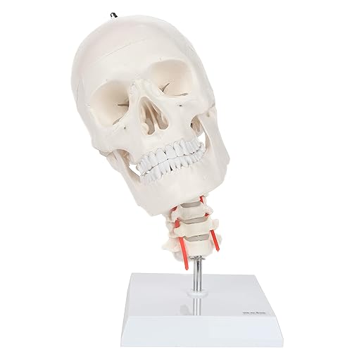 Miniatura 9 de Axis Scientific Modelo de calavera humana de 3 partes con cuello flexible | Cráneo de plástico realista de tamaño real en una columna cervical