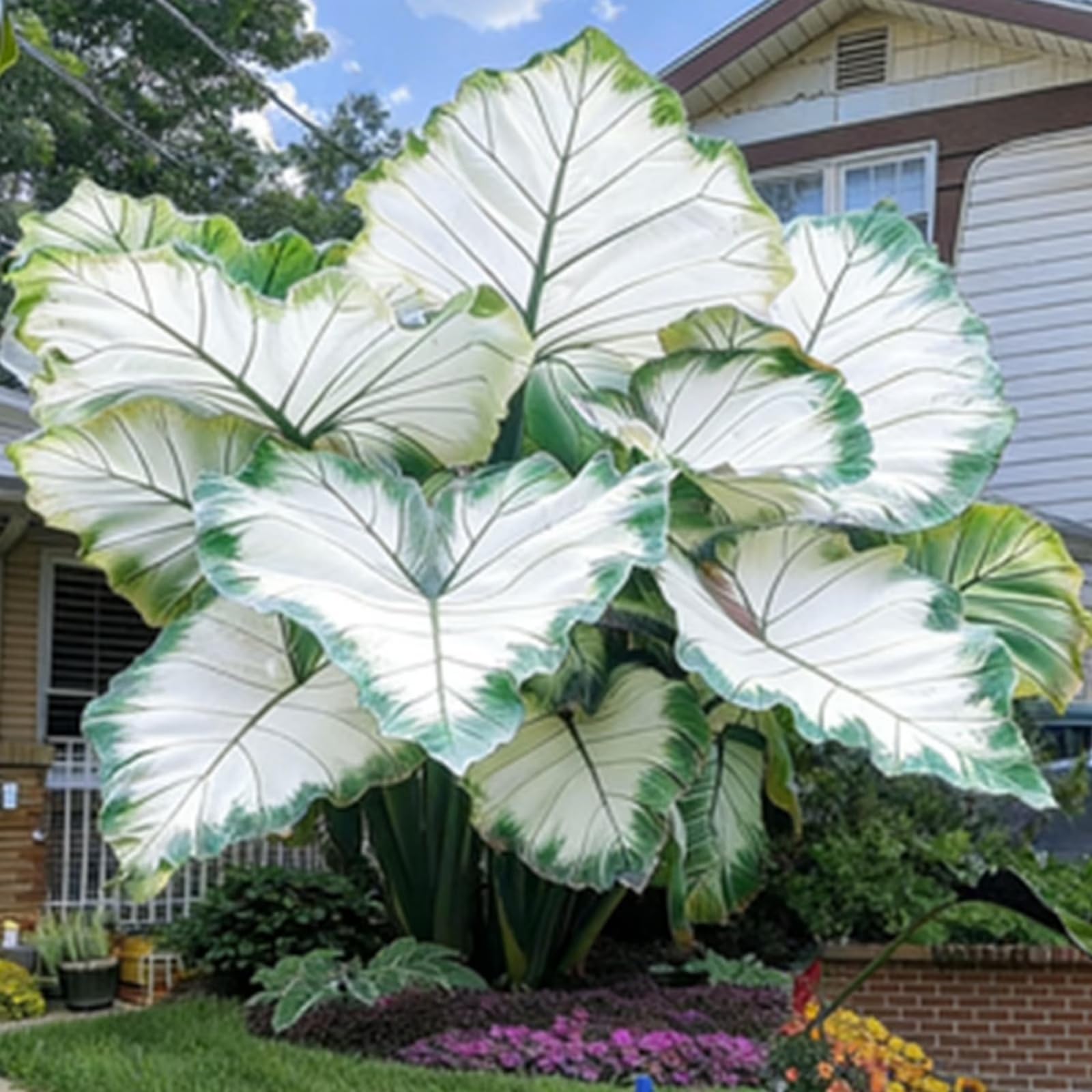 Elephant Ear Bulbs, Hardy Perennial,Elephant Ear Plants UK, Excellent Display,Cut Flowers,Fragrant-10 Bulbs-G