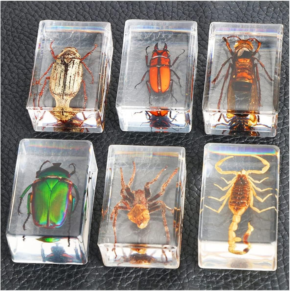 Insect Specimen, 6 Pcs DIY Self-Matching 20+ Options Real Insects Beetles Set, Real Insect Specimen Transparent Resin, Scorpions, Spiders, Table Decoration, for Kids Science Education