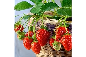 Perpetual Strawberry Seeds for Year-Round Indoor Planting