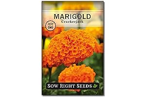 Sow Right Seeds Crackerjack Aztec Marigold Seeds for Planting