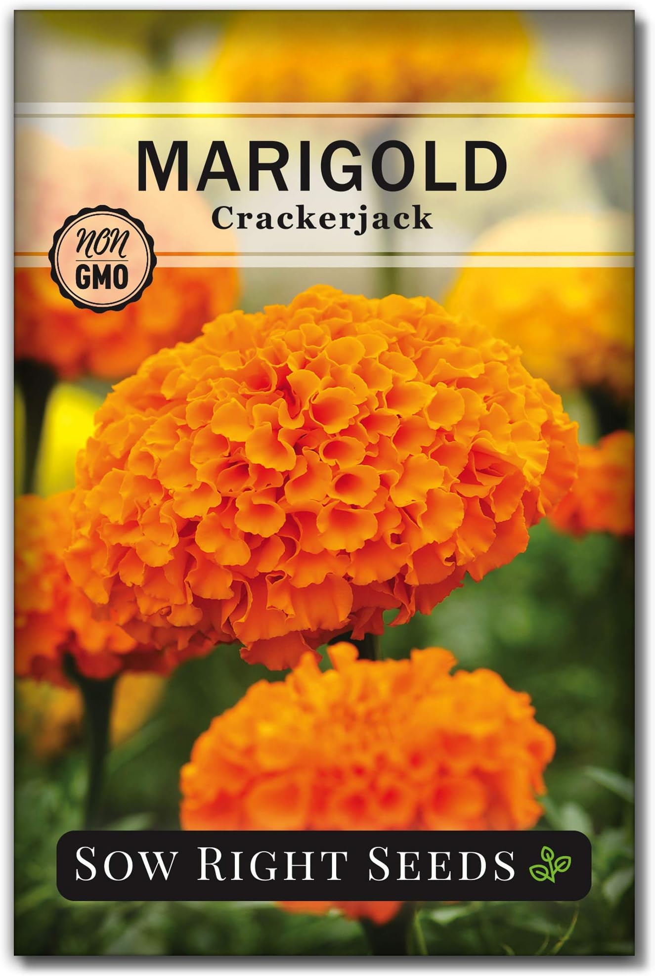 Sow Right Seeds - Crackerjack Marigold Seeds for Planting Outdoors - High Yield African Marigold Flowers - Cempasuchil Marigolds - Ideal for Gardens, Borders, Flowerbeds - Non-GMO Heirloom (1)
