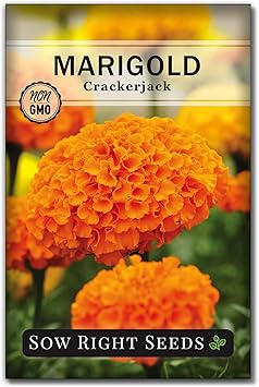 Sow Right Seeds - Crackerjack Marigold Seeds for Planting Outdoors - High Yield African Marigold Flowers - Cempasuchil Marigolds - Ideal for Gardens, Borders, Flowerbeds - Non-GMO Heirloom 1