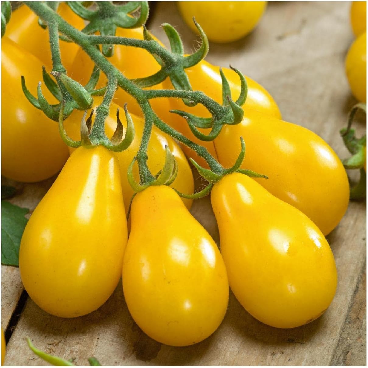 Everwilde Farms - 1 Oz Yellow Pear Tomato Seeds - Gold Vault