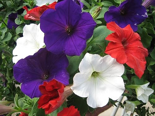 Miniatura 6 de 500+ Semillas Petunia Unicum Rainbow Cascade - Mezcla de flores