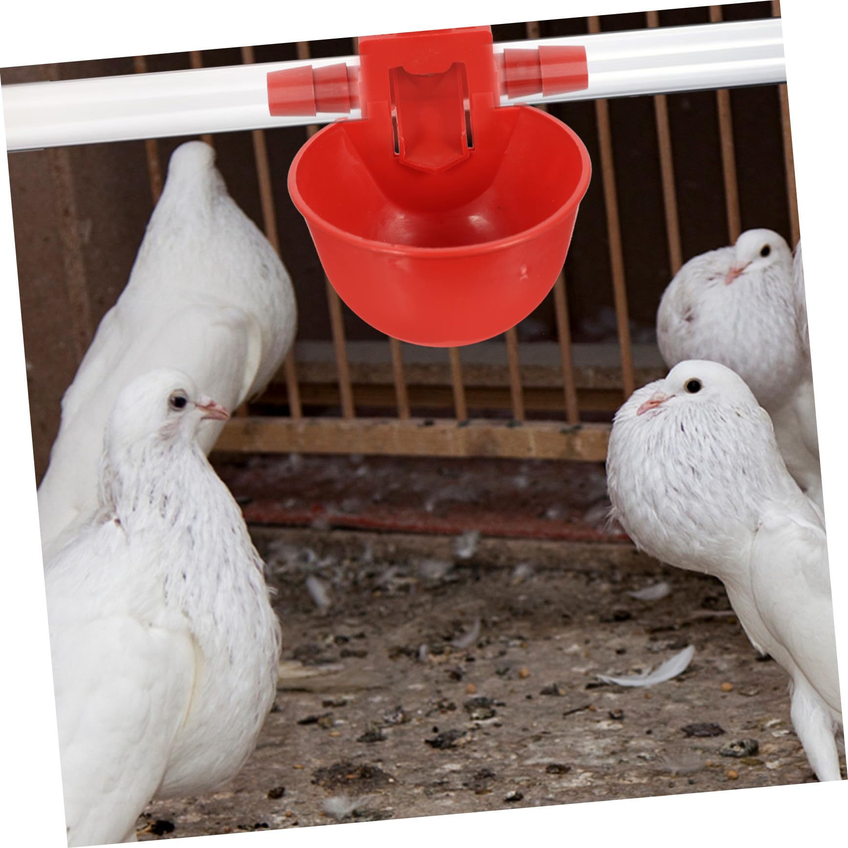 30 pezzi Abbeveratoio Regolabile Automatico per Uccelli e Piccioni Ciotola di Abs Resistente per Acqua Adatta per Volatili e Quaglie Utilizzo Sicuro e Pratico per Colore Casuale