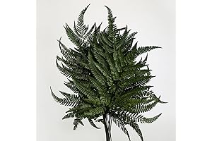 Preserved Real Green Ferns for Home Decorations