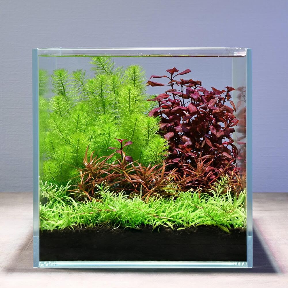 Amazon | 水槽 キューブ 40CM W40×D40×H40cmフレームレス アクアリウム