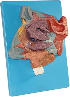 Study Model Female Perineal Muscle Model - Perineal Anatomical Model - Human Organ Anatomy Model Reproductive Systerm Anatomical Model - for Study Display Teaching Medical Model (Color : A) SaiFei