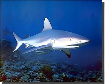 Impact Posters Gallery Underwater Ocean Wall Wild Tiger Bull Shark decor Art Print Poster Picture 16x20