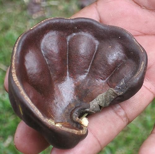 Miniatura 2 de CHUXAY GARDEN 5 semillas Enterolobium Cyclocarpum Guanacaste Caro Caro árbol de oreja de mono árbol grande de oreja de elefante que crece hasta