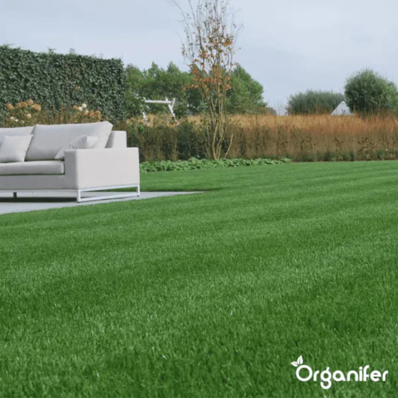 Semillas De Césped Ornamental - 1kg = 50m2 | Semillas De Césped De Germinación Rápida - Semillas De Césped - Certificado NAK - Organifer