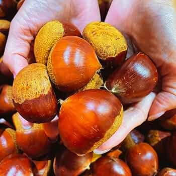 71HdbP1zjUL._AC_UF350,