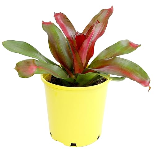 Bromeliad Plant 'Magali', Pet-Friendly Houseplant (Neoregelia), Dog & Cat Safe