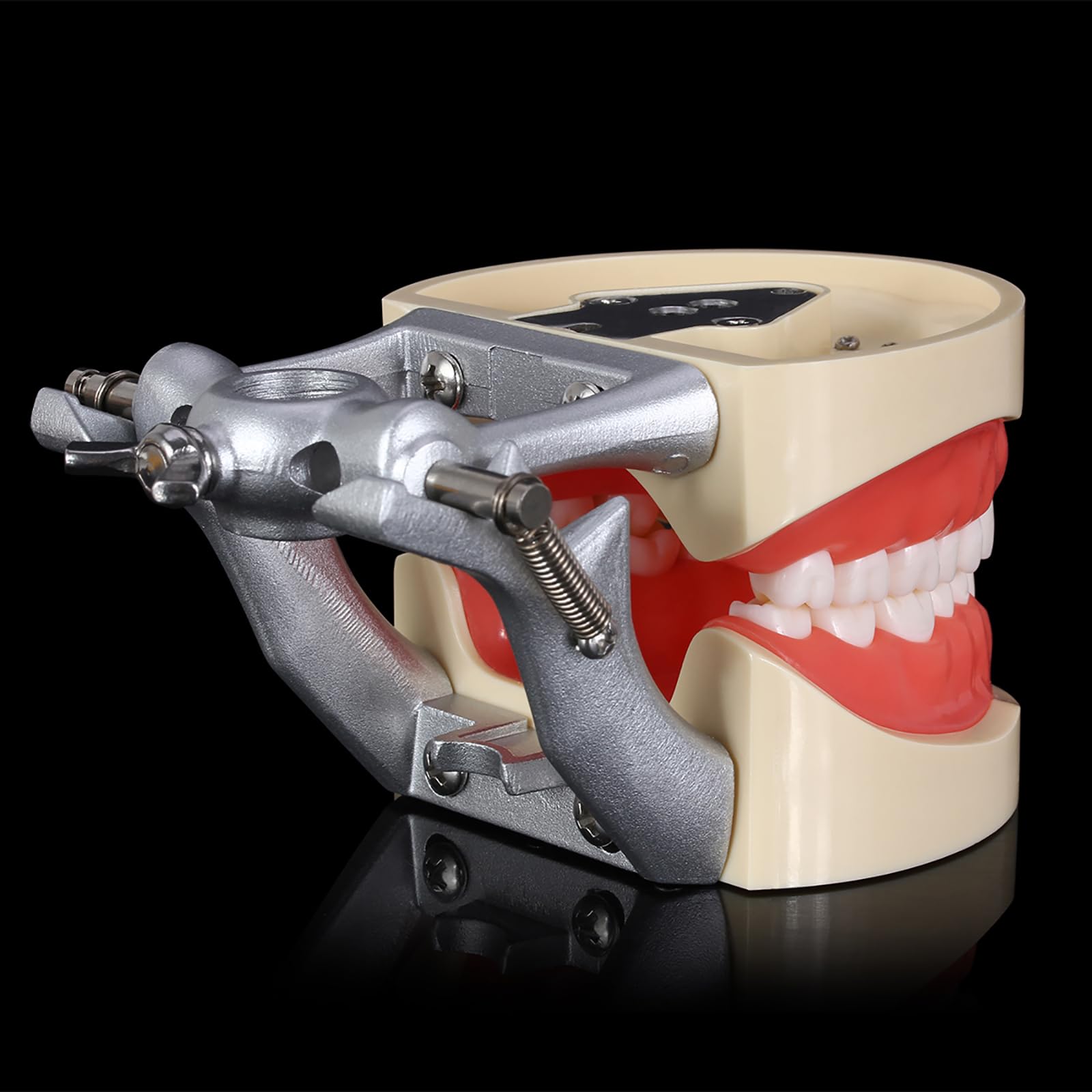 Modello di Insegnamento Orale, Modello di Preparazione del Dente Staccabile E Sostituibile a 32 Denti a Bocca Piena, Utilizzato per L'insegnamento Dentale E L'igiene Orale