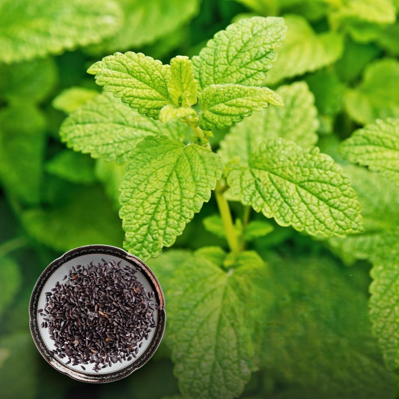 See full amazon price history chart for Green Paradise® Lemon Balm (Herbs) Seeds Pack Green Paradise® Lemon Balm (Herbs) Seeds Pack (B0D5BZLXVS) Amazon Price History, Amazon Price Tracker