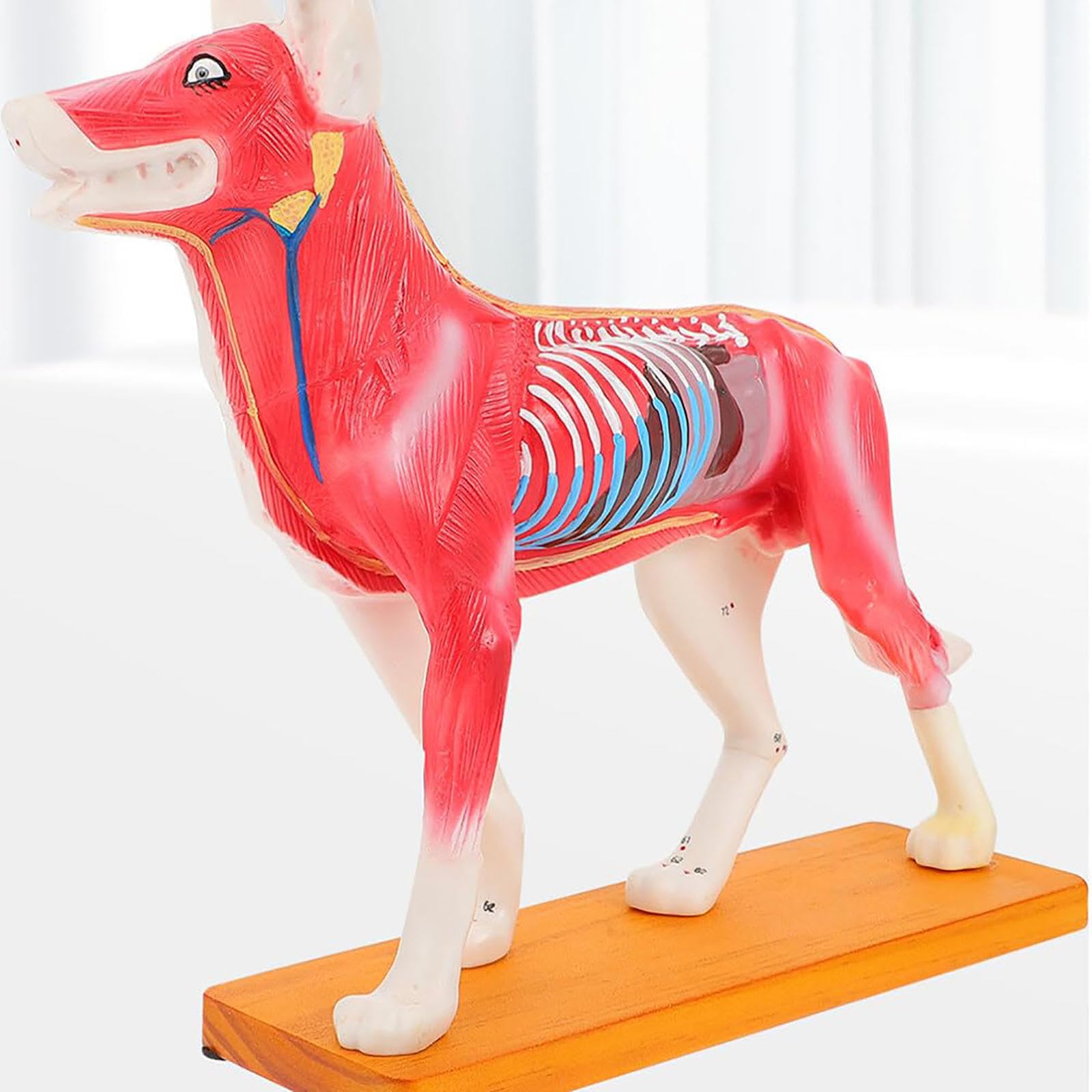 Modello Animale, Modello agopuntura Cani Modello agopuntura Cani Modello anatomico Cani Modello agopuntura Animali Strumento didattico Materiale Scolastico Decora Il Desktop