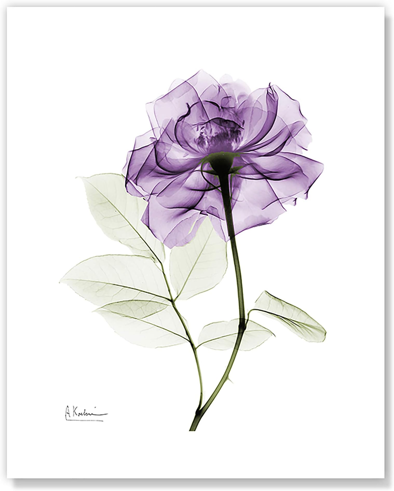 Casa Fine Arts Purple Rose II Modern XRay Floral Wall Art